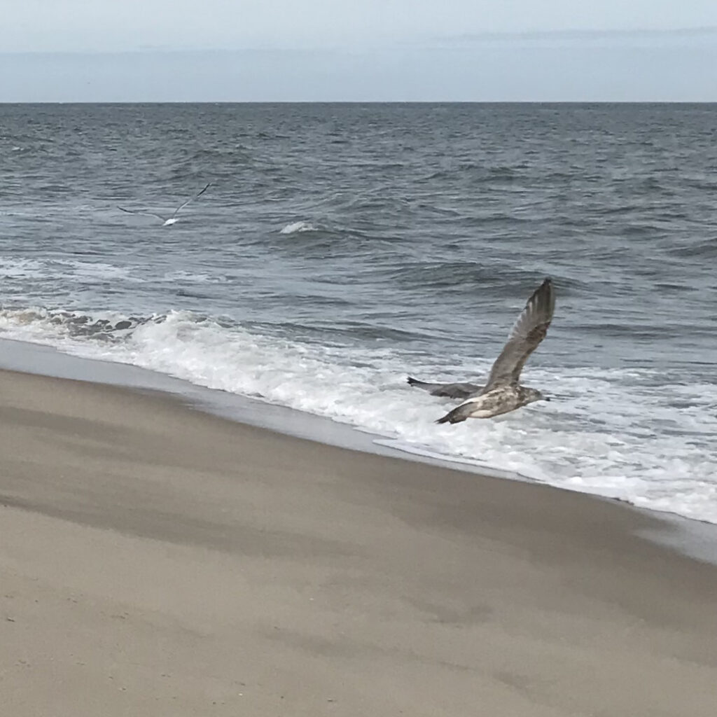 Photo of a seagull flying by the water. Part of the myth podcast collection.