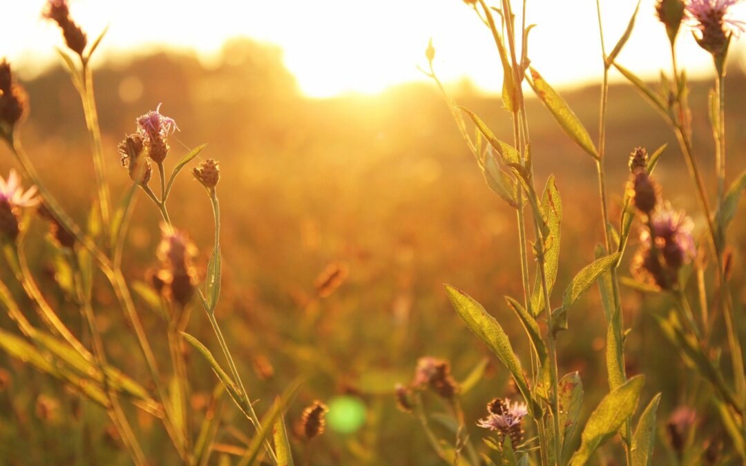 BOO495 – The Medicine of Gentleness